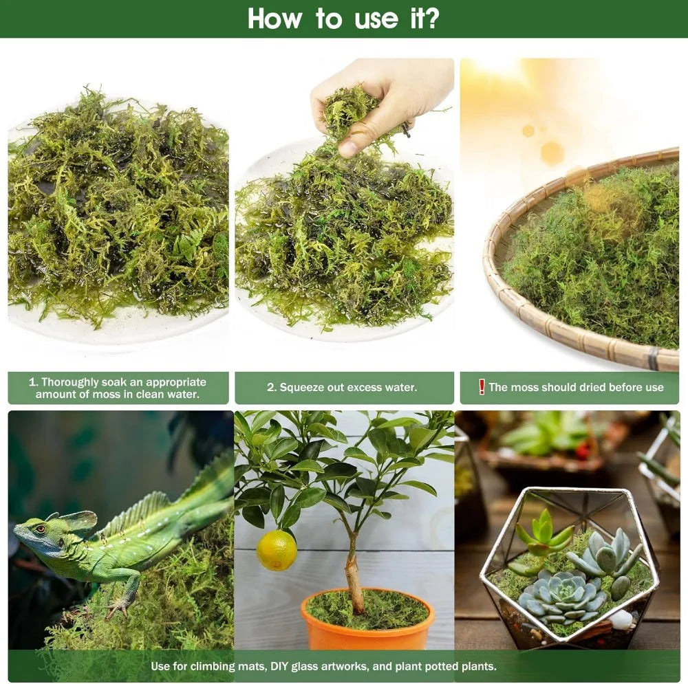 14OZ Natural Sphagnum Moss