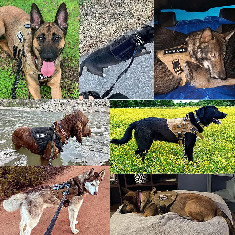 Training Harness And Leash Set