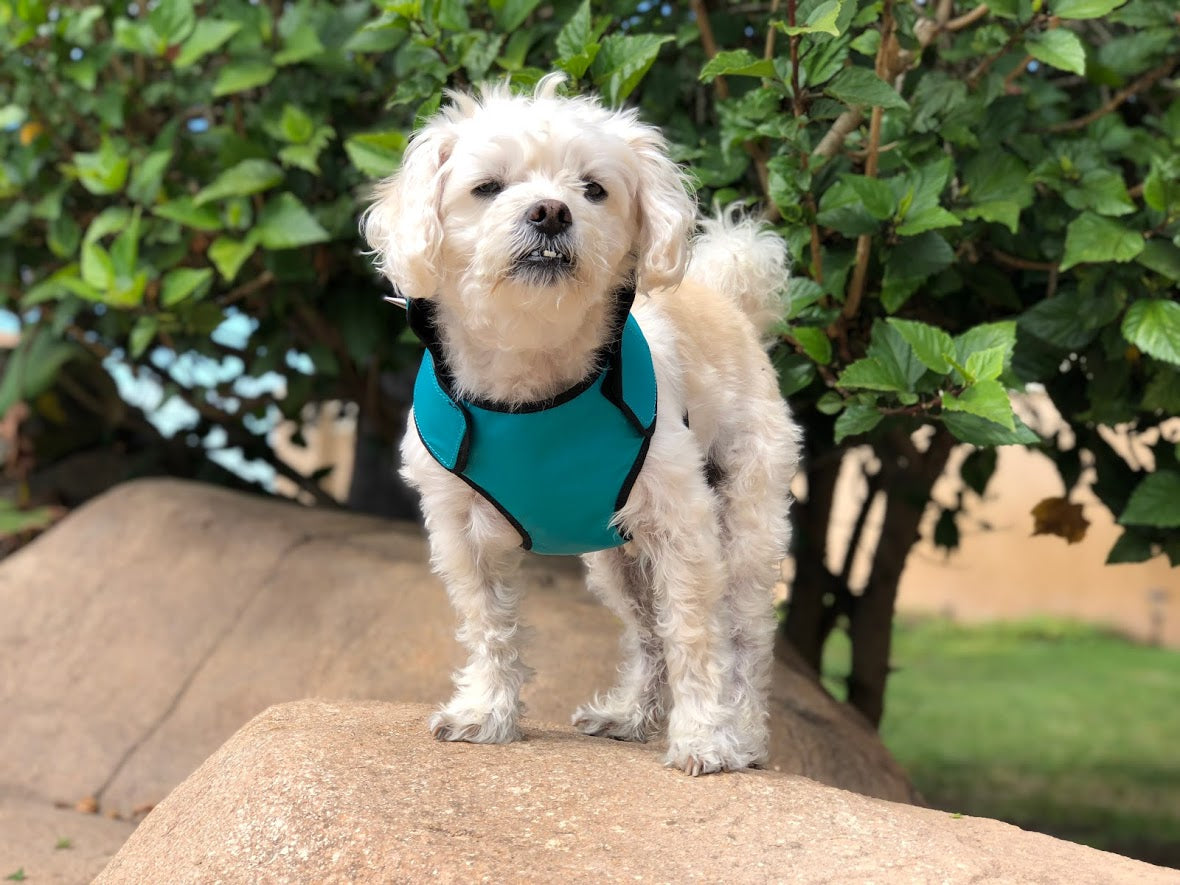 SpikeHarness For Dogs