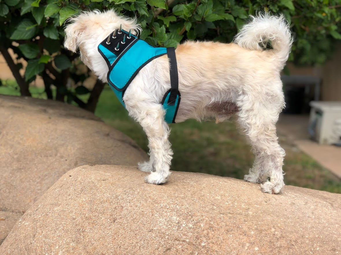 SpikeHarness For Dogs