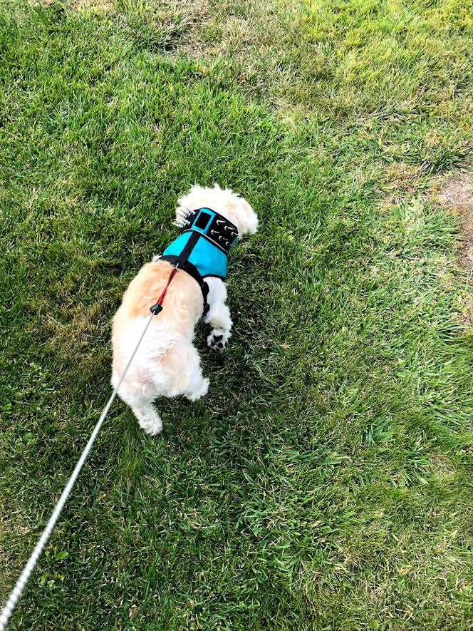 SpikeHarness For Dogs