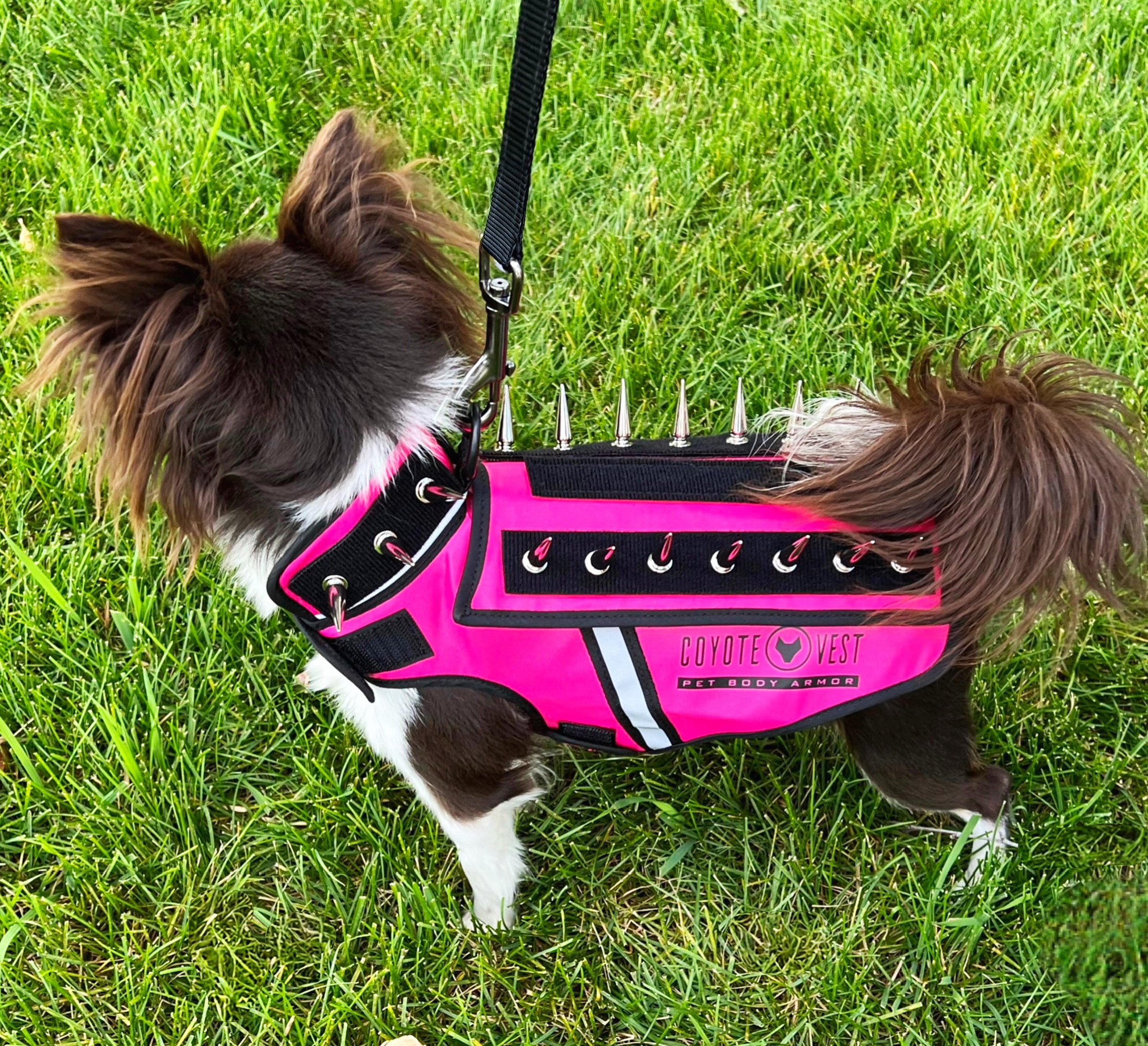 HawkVest for Dogs