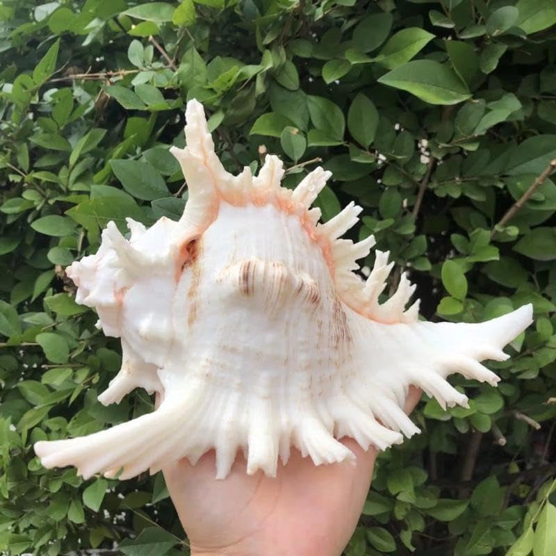 Natural Conch Shell for Fish Hideout
