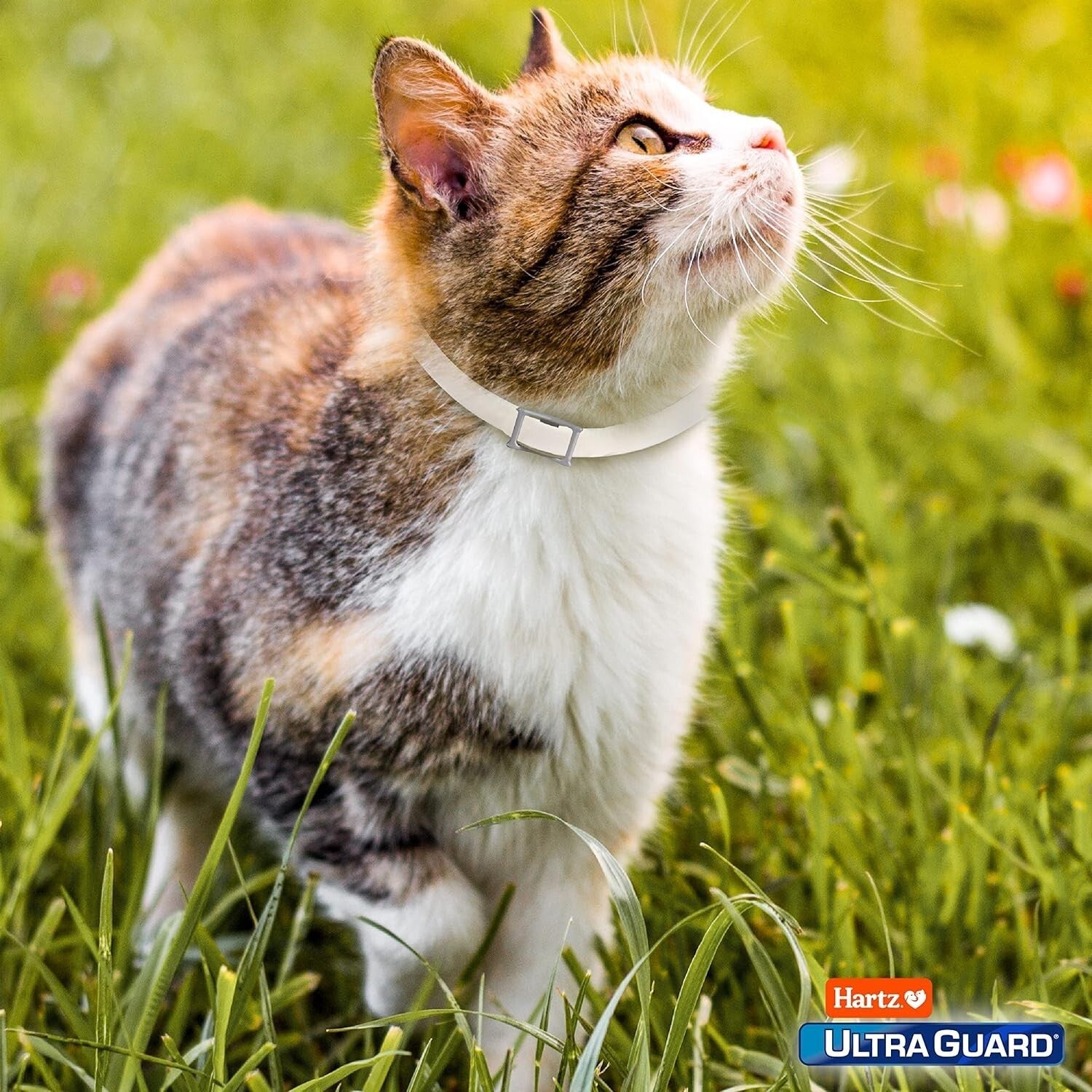 Hartz Ultraguard Flea & Tick Collar for Cats & Kittens