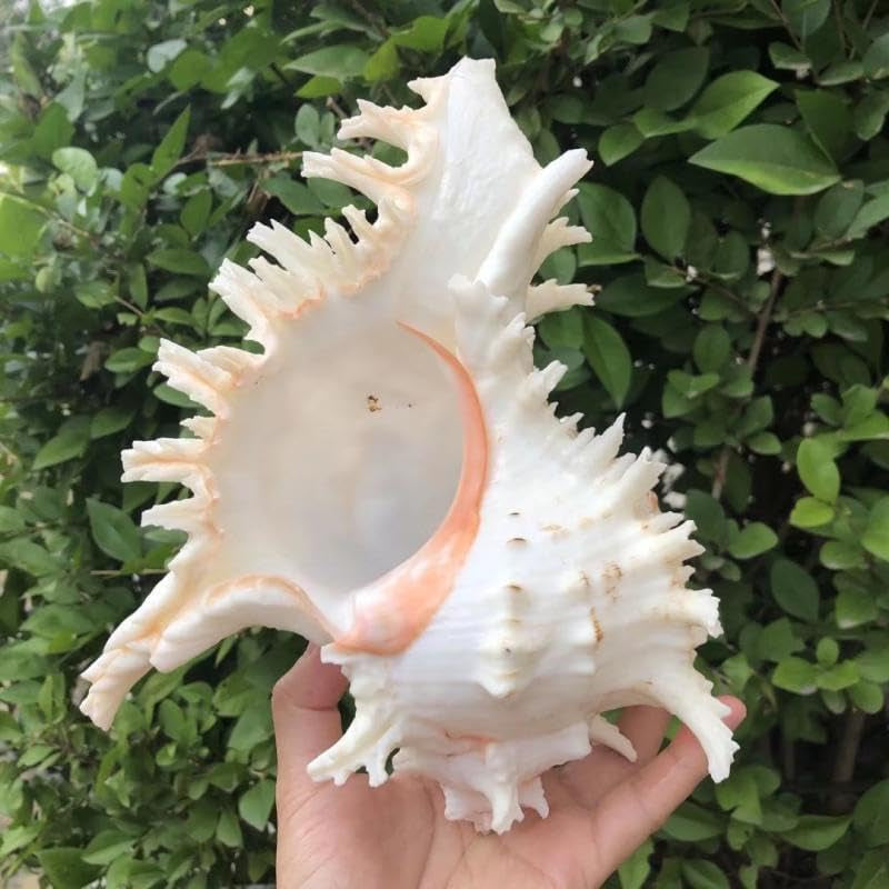 Natural Conch Shell for Fish Hideout