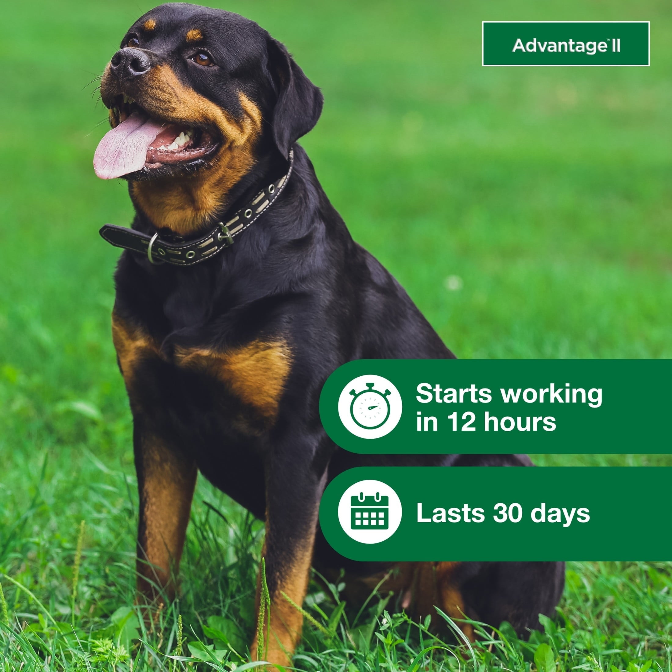 Vet-Recommended Flea Prevention for XL Dogs 55 Lbs+,