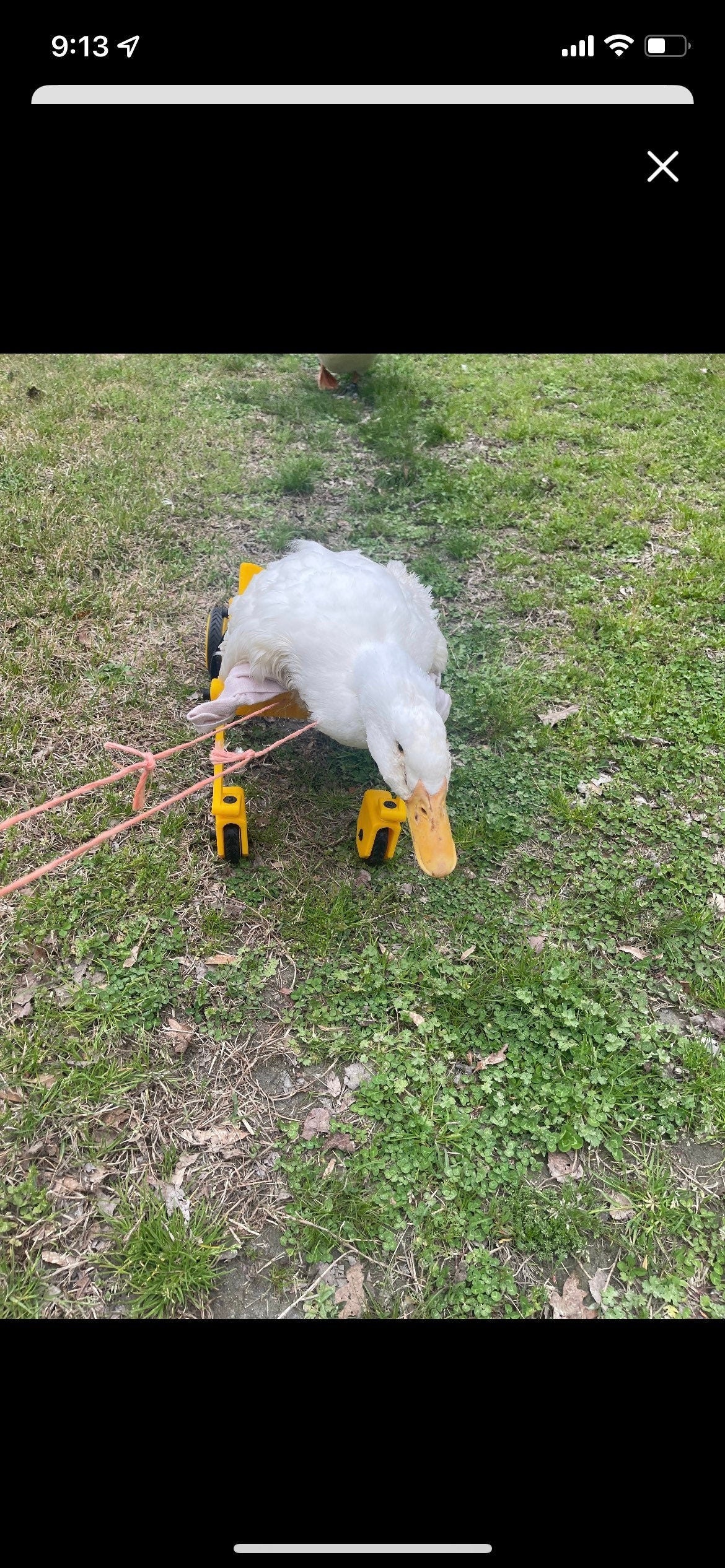 Duck wheelchair
