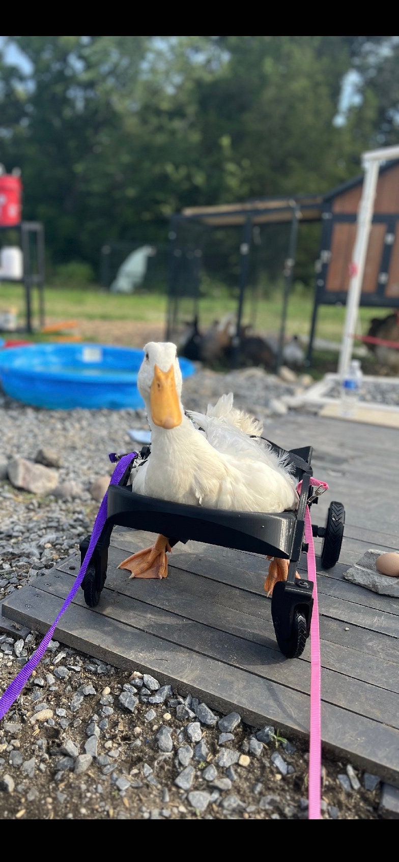 Duck wheelchair
