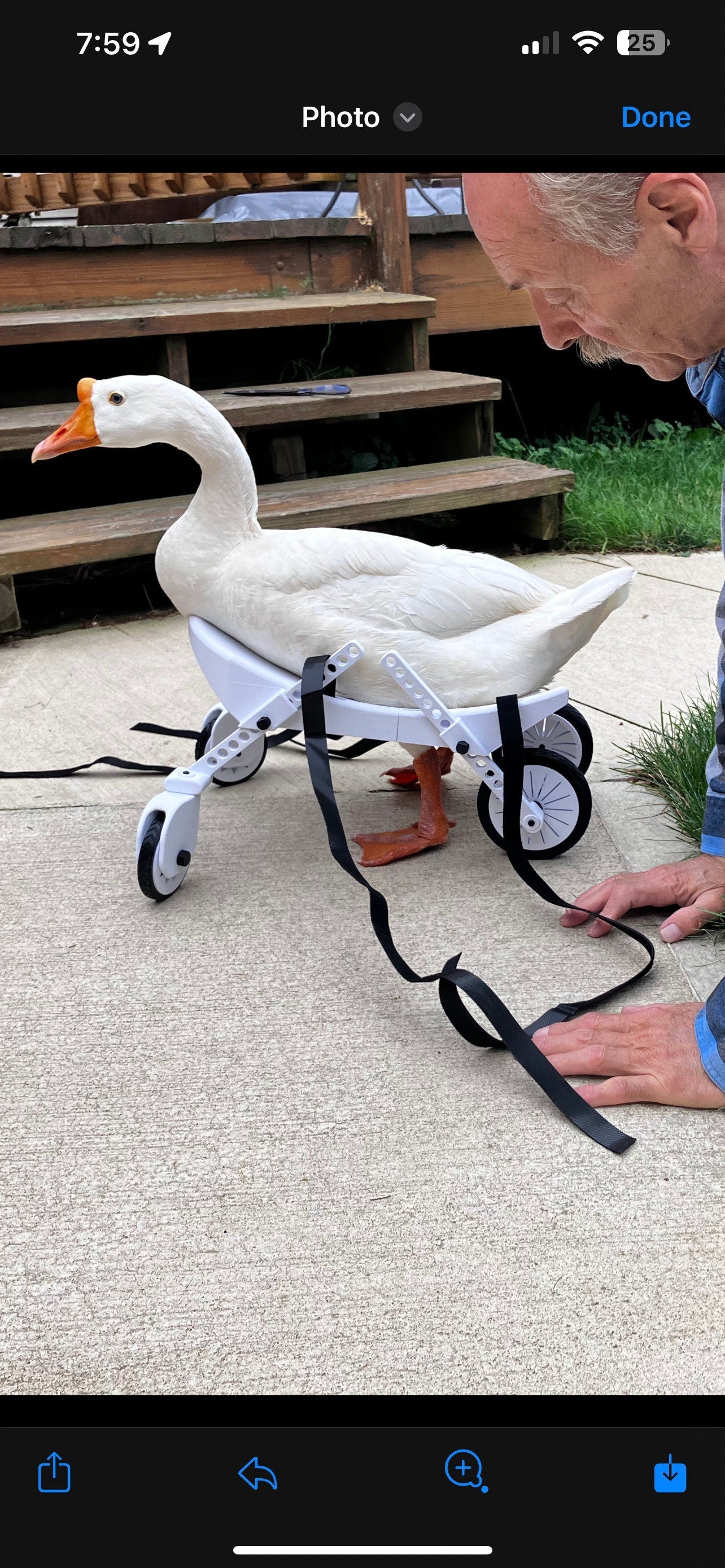 Duck wheelchair
