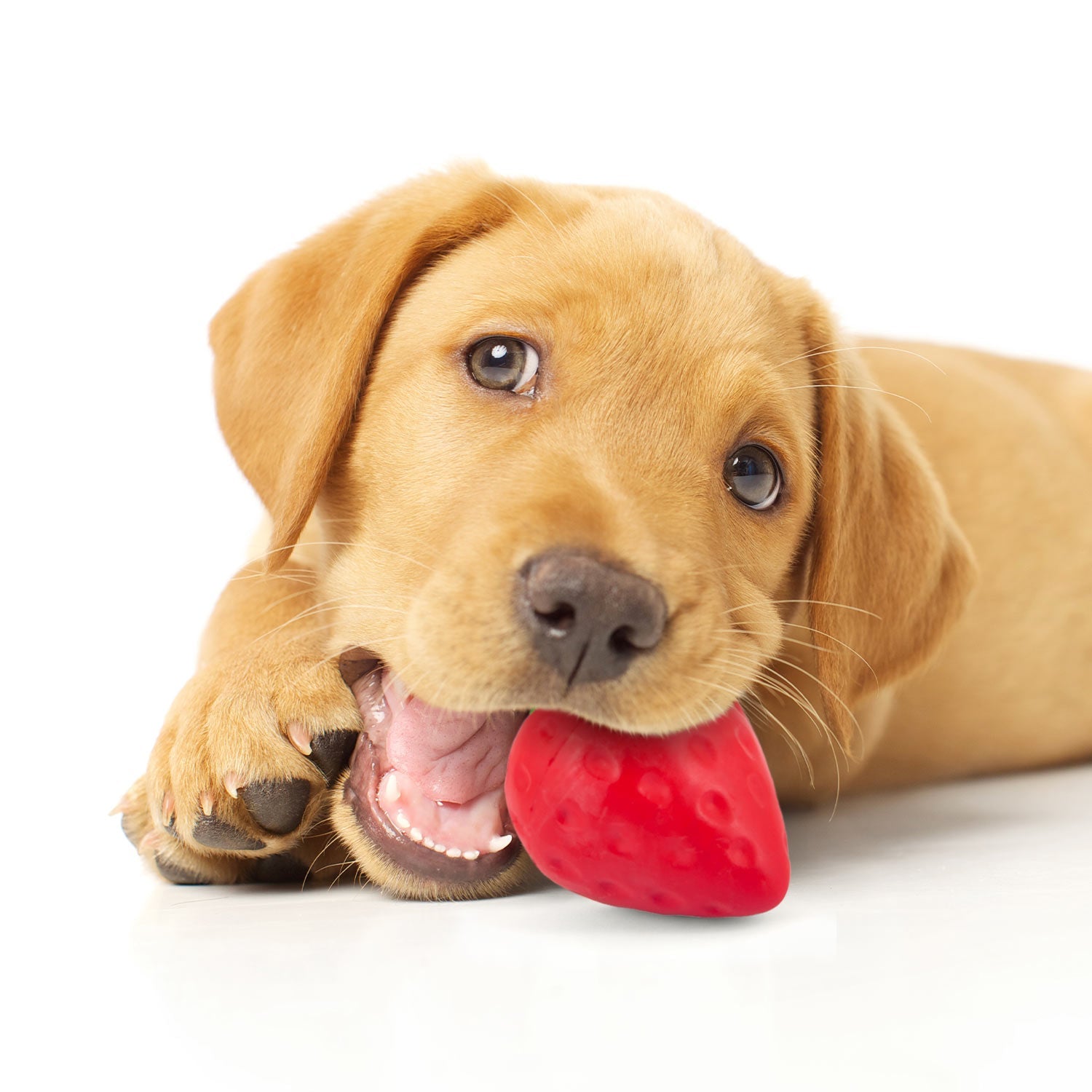 Squeaky Strawberry Dog Toy